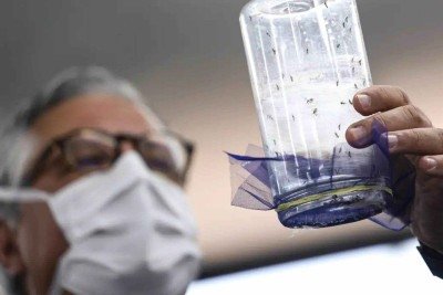 Fábrica de mosquitos da dengue foi inaugurada em Campinas, São Paulo -  (crédito: Marcelo Camargo/Agência Brasil)