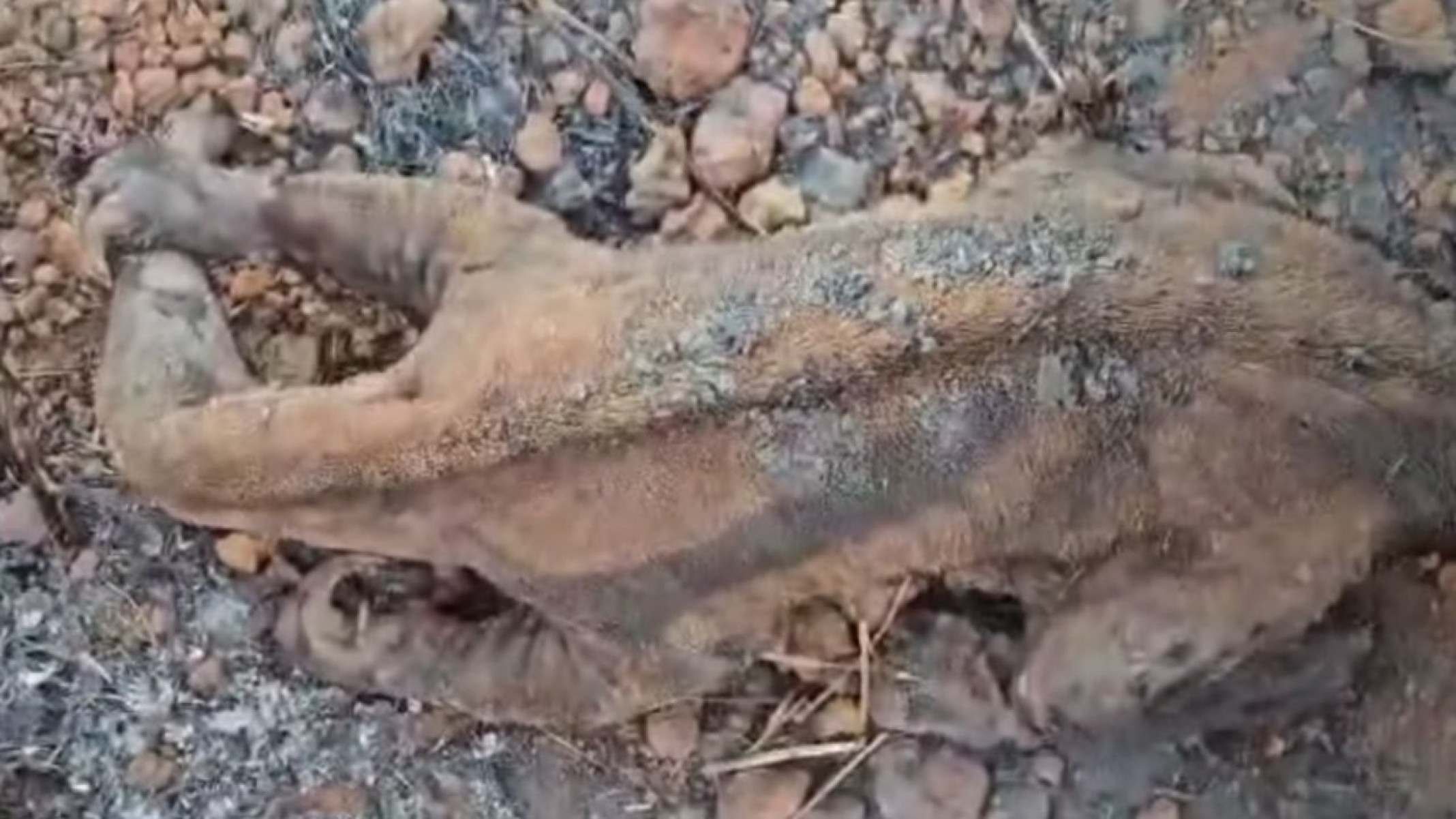 Tamanduá morre por conta de queimada em Patos de Minas - Divulga&ccedil;&atilde;o/CBMMG