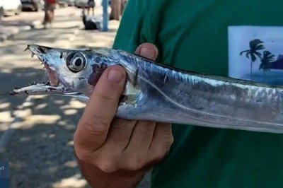 Um incidente ocorrido em janeiro de 2025 é lembrado como exemplo de cautela necessária em certas praias. Sete banhistas foram atacados por um cardume de peixe-espada na Praia da Baleia, em Rio das Ostras, no Rio de Janeiro.  -  (crédito: reprodução/tv globo)