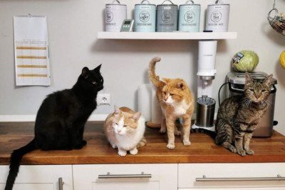Gatos são pets populares em todo o mundo, e também são conhecidos por sua inteligência, exibindo diversas características de astúcia e adaptação aos ambientes. -  (crédito: Dietmar Ludmann Unsplash)