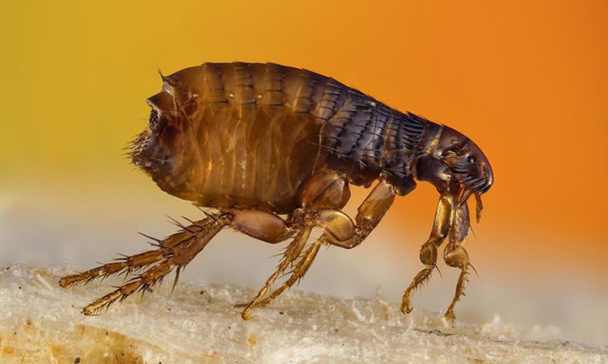 PULGA, CARRAPATO, BESOURO -  Geralmente, causam as mesmas reações alérgicas dos casos mais brandos relacionados aos mosquitos . -  (crédito: Flickr Sergi Roca)