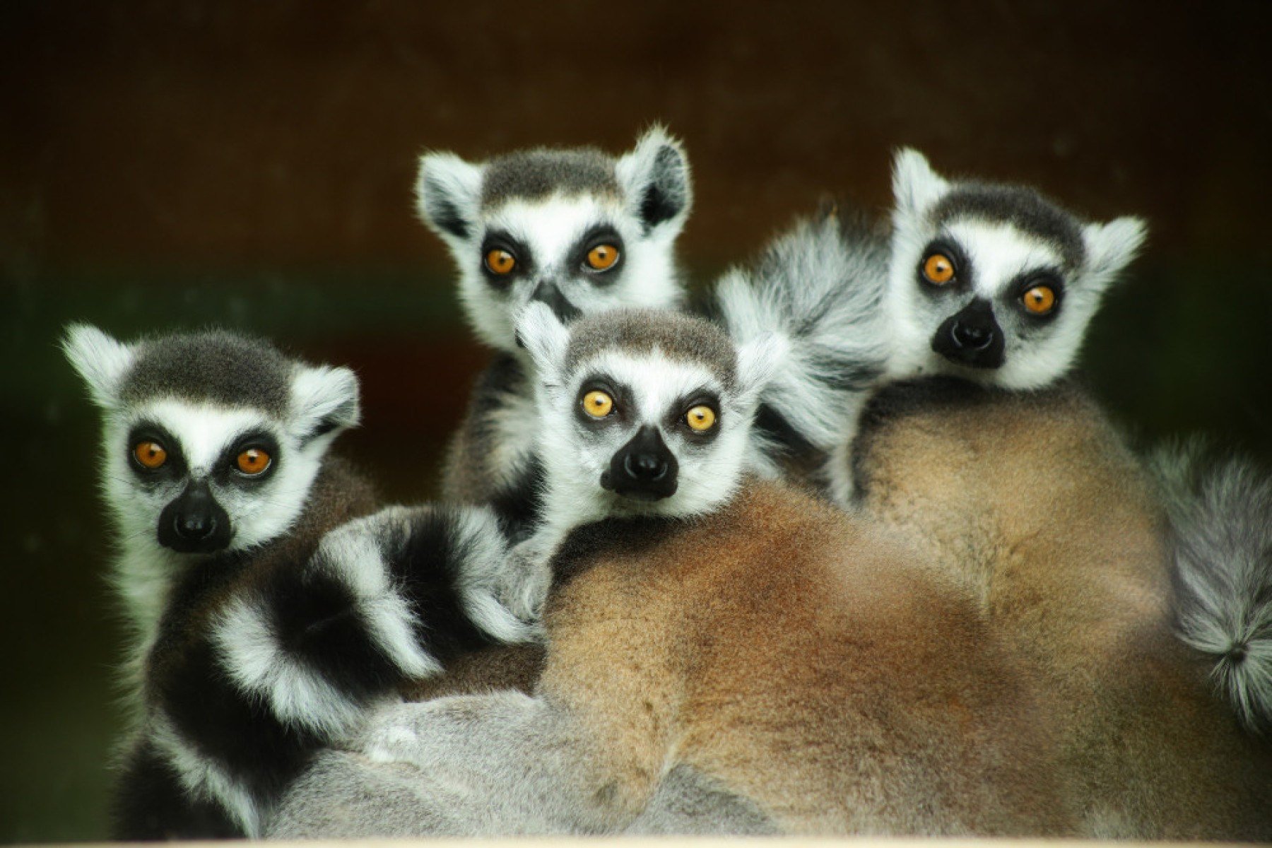 Depois da fama no cinema, os Lêmures de Madagascar ganharam interesse dos visitantes da ilha