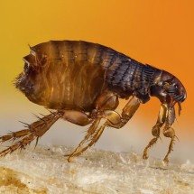 A peste: um infectologista digladiando com um parasita milenar - Flickr Sergi Roca