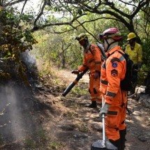 Veterinários ajudam animais feridos no fogo na Serra de São José - Leandro Couri/EM/D.A. Press
