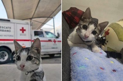 Um gatinho de rua adotado pela Cruz Vermelha de Ciudad Victoria, no México, tem encantado a internet. Batizado de Urgencio, ele ganhou uniforme com o emblema da instituição e passou a viver na sede da organização, recebendo cuidados veterinários, alimentação e muito carinho. -  (crédito: Reprodução / X)