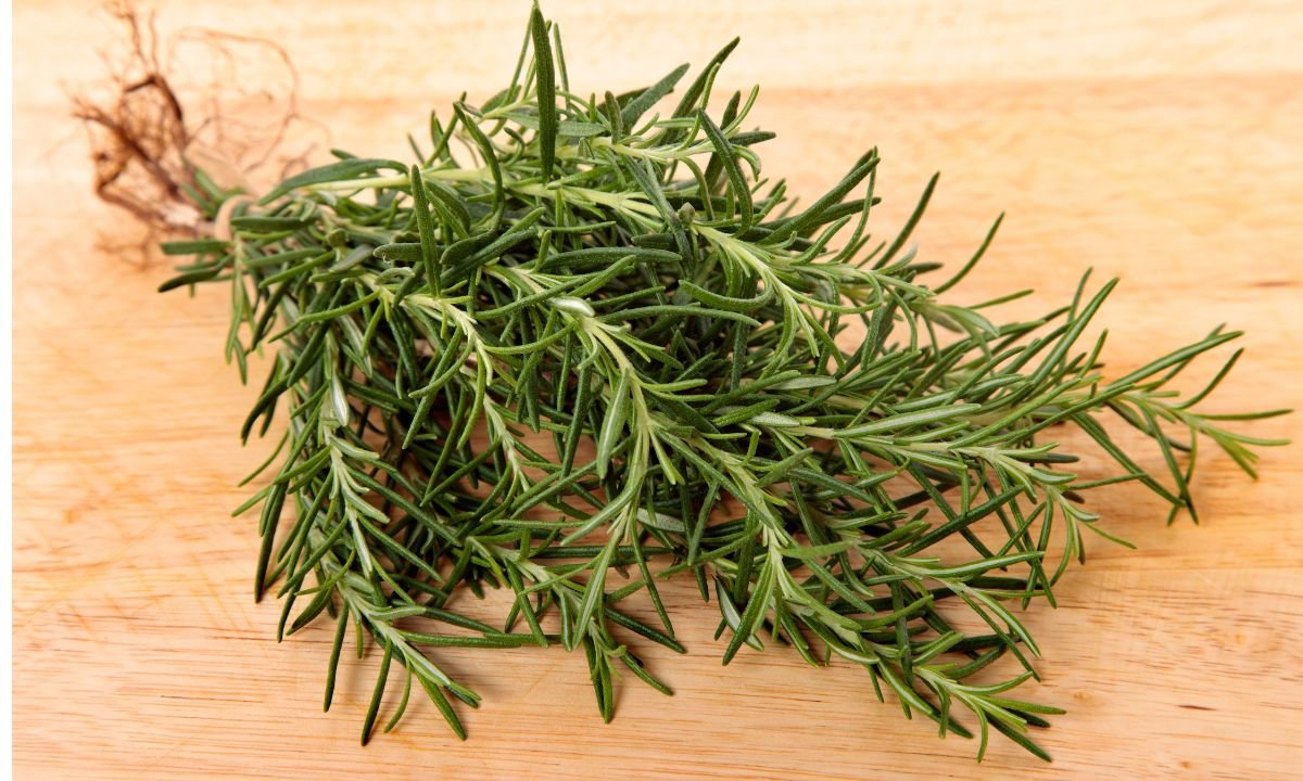 Horta em casa: 6 plantas medicinais fáceis de cultivar - Horta em casa: 6 plantas medicinais f&aacute;ceis de cultivar