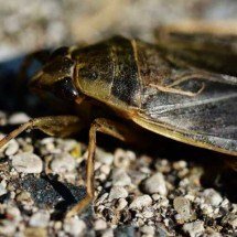 Barata gigante pavorosa devora sapos, patos e cobras - - Ryan Hodnett/Wikimedia Commons