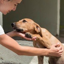 Efeito Caramelo: como o filme da Netflix pode impulsionar a adoção de cães - Freepik