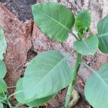 O que é a 'falsa couve', planta tóxica que deixou quatro internados em MG - Reprodução/CBMMG