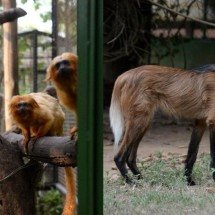 Zoológico de BH ajuda na preservação de espécies ameaçadas de extinção -  Tulio Santos/EM/D.A.Press