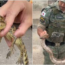 Animais da fauna silvestre, que estão em risco de extinção, foram apreendidos e encaminhados para o Centro de Triagem de Animais Silvestres (Cetas) -  (crédito: PMMG)