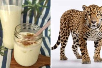 Você sabe do que é feito o Leite de Onça e outros pratos de nomes curiosos?