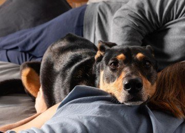 Casa à prova de pets: 7 dicas para um ambiente seguro para seu animal -  (crédito: Casa à prova de pets: 7 dicas para um ambiente seguro para seu animal)