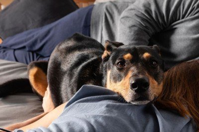 Casa à prova de pets: 7 dicas para um ambiente seguro para seu animal -  (crédito: Casa à prova de pets: 7 dicas para um ambiente seguro para seu animal)