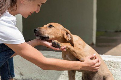 Filme pode impulsionar a adoção de cães -  (crédito: Freepik)