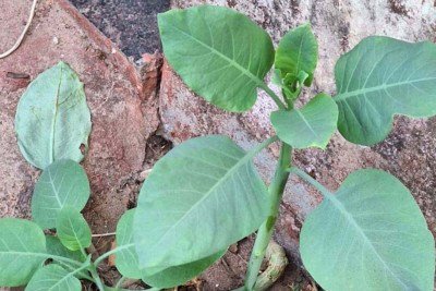 A planta é considerada invasora, por se dispersar rapidamente e alterar ecossistemas naturais, ameaçando a biodiversidade nativa -  (crédito: Reprodução/CBMMG)