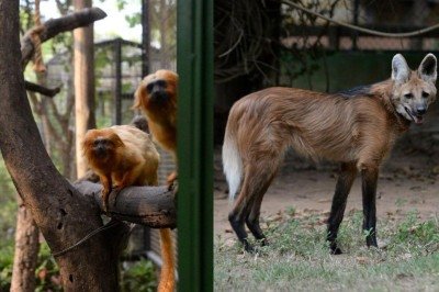 Zoológico de BH ajuda na preservação de espécies ameaçadas de extinção.
. -  (crédito:  Tulio Santos/EM/D.A.Press)