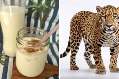 Leite de Onça não envolve nenhum felino -  (crédito: Redes sociais / FreePik)