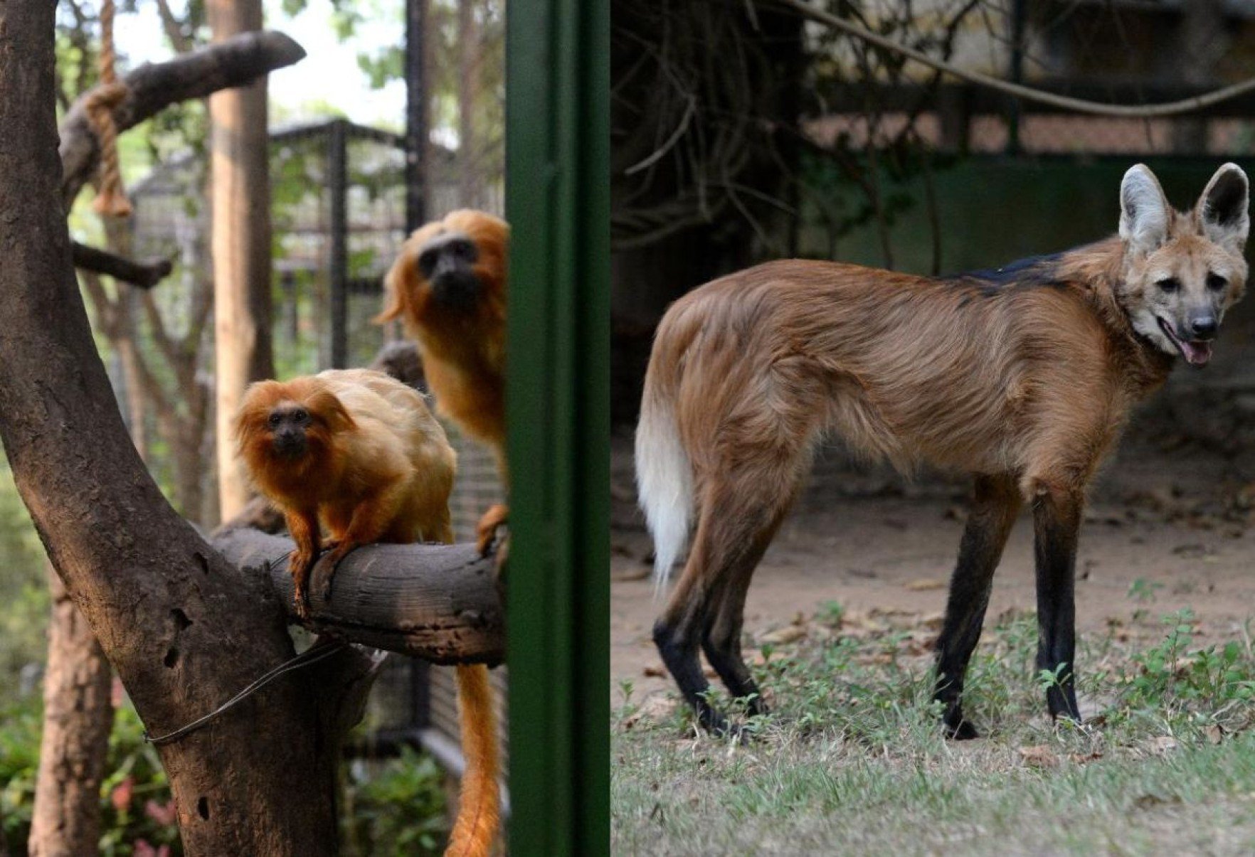 Zoológico de BH ajuda na preservação de espécies ameaçadas de extinção.
.- Tulio Santos/EM/D.A.Press