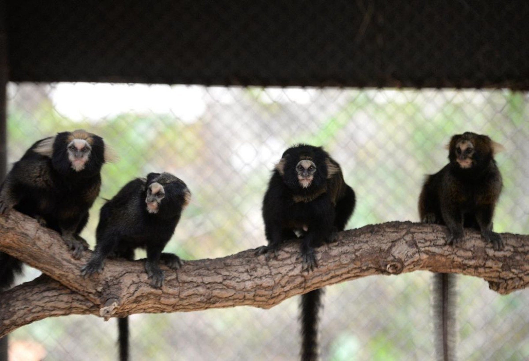 Espécies ameaçadas ganham chance de sobrevivência no zoo de BH.- Tulio Santos/EM/D.A.Press
