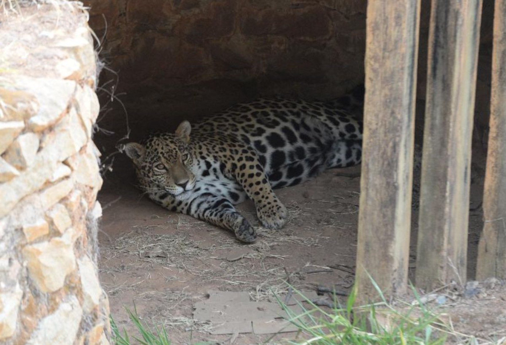 Espécies ameaçadas ganham chance de sobrevivência no zoo de BH.