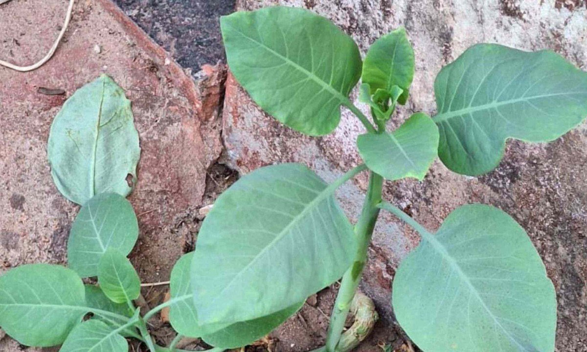&quot;Falsa couve&quot; provoca intoxica&ccedil;&atilde;o em moradores de Patroc&iacute;nio -  (crédito: Reprodu&ccedil;&atilde;o/CBMMG)