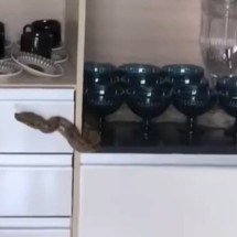 Jiboia surpreende morador dentro de casa - Reprodução/Arquivo pessoal