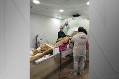 O leão Dacar, do Zoológico de Curitiba, passou por exames de ressonância magnética como parte de um check-up veterinário completo. O curiosos procedimento mobilizou mais de 12 profissionais, entre veterinários, cuidadores de fauna e especialistas da Universidade Federal do Paraná, em parceria com o zoo. -  (crédito: Divulgação / Prefeitura de Curitiba)