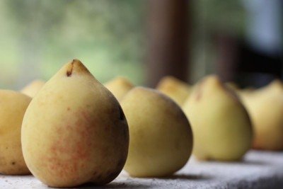 Originário da China, o pêssego possui uma polpa suculenta que envolve uma grande semente, como ocorre com a nectarina e a ameixa. É um fruto pouco calórico, que apresenta uma casca aveludada e um sabor único, presente de diversas formas na culinária e com inúmeros benefícios à saúde.  -  (crédito: Pixabay)