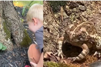 Na Carolina do Norte, nos Estados Unidos, uma amizade improvável conquistou a internet. Tudo começou quando Theo, um garoto curioso, percebeu que um sapo havia transformado o buraco de uma árvore no quintal em sua casa. -  (crédito:  Reprodução de vídeo YouTube )