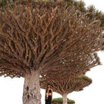 Anitta posa entre árvores Sangue-de-Dragão no Iêmen e avisa: “It’s not AI” - Reprodução/Instagram