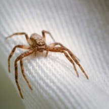 Aranha-marrom: cinco pontos perigosos para ficar de olho dentro de casa - wirestock por freepik