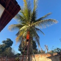 MG: gata presa em coqueiro é resgatada depois de cinco dias  - CBMMG / Divulgação