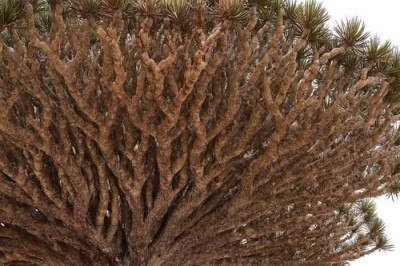 Anitta está chamando atenção nas redes sociais com sua visita à ilha de Socotra, no Iêmen - um dos lugares mais isolados e fascinantes do planeta. Nas fotos, ela aparece em meio à natureza exuberante e posa ao lado da famosa árvore Sangue-de-Dragão (Dracaena draco). -  (crédito: Reprodução/Instagram)