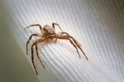 A aranha-marrom está entre os aracnídeos mais perigosos nas áreas urbanas do Brasil. Os números passam de 43 mil acidentes com aranhas nos últimos dois anos, e ela lidera as ocorrências. O Sul concentra a maioria dos casos, especialmente no estado do Paraná. -  (crédito: wirestock por freepik)