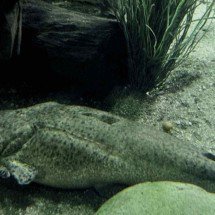 Biodiversidade preservada: zoológico de BH tem novos habitantes - Lívia Ansaloni/Divulgação