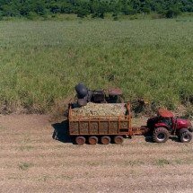 Safra de cana-de-açúcar em Minas Gerais cai 4,5%