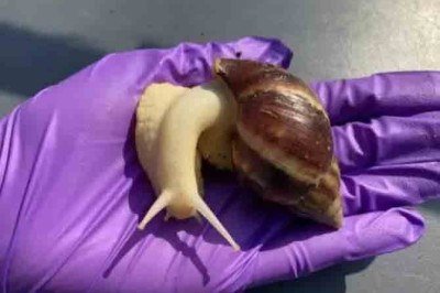 Quando se fala de praga em plantações, oa caramujos-gigantes-africanos são logo lembrados pelo poder destrutivo e pela ameaça que representam também para as  pessoas, pois podem transmitir um tipo raro de meningite.  -  (crédito: divulgação governo EUA)