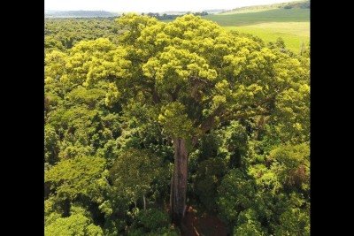 O Brasil abriga árvores monumentais que impressionam pela idade, tamanho e valor ecológico. O Jequitibá-rosa, no Rio de Janeiro, e a Chorona, em São José dos Campos, são símbolos vivos de resistência urbana. Suas histórias revelam o poder da natureza em meio ao ambiente urbano.

 -  (crédito: reprodução)