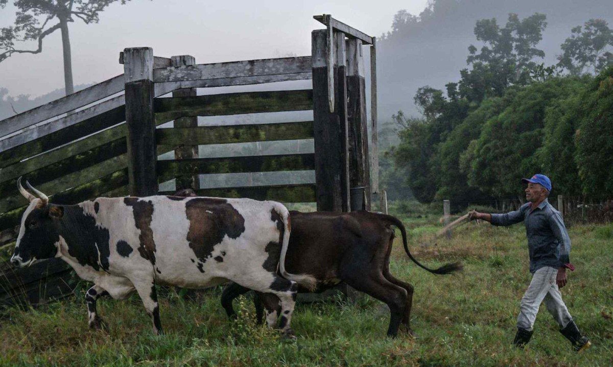 O pequeno agricultor José Julião do Nascimento trabalha em sua fazenda em São Félix do Xingu, estado do Pará, Brasil, em 18 de junho de 2025