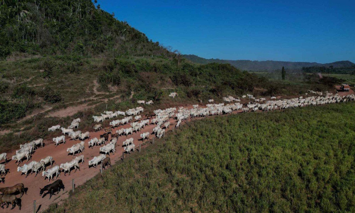 Um rebanho de gado é visto em uma estrada em São Félix do Xingu, estado do Pará, Brasil, em 20 de junho de 2025