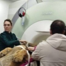 Check-up “selvagem”: Leão faz ressonância magnética em Curitiba - Divulgação / Prefeitura de Curitiba