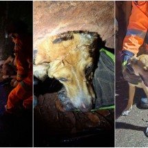 Bombeiros salvam cachorro que corria risco de morrer sufocado em MG - CBMMG