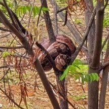 BH: moradores removem jiboia de árvore mesmo contra indicação de bombeiros - Imagem cedida por Luam Farias ao EM
