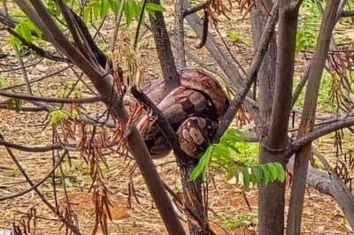 A corporaÃ§Ã£o reforÃ§a que, ao encontrar com animais silvestres, Ã© fundamental manter distÃ¢ncia e acionar o telefone de emergÃªncia 193 -  (crédito: Imagem cedida por Luam Farias ao EM)