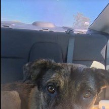 Equipe de loja se une para criar cadeira de rodas para cachorro - Reprodução TikTok / k9bluezeke