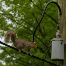 Esquilos causam quedas de energia e até apagões nos Estados Unidos - Imagem gerada por i.a 