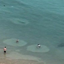 Turistas veem tubarões em Fernando de Noronha, mas mantêm a calma - Reprodução de vídeo / Diário da Manhã