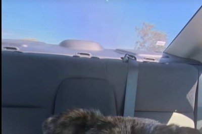 O cachorro Zeke, um mestiço de um ano adotado por Taylor, moradora de San Diego, nos Estados Unidos, perdeu uma perna após ser atropelado. Determinada a ajudá-lo, ela tentou construir uma cadeira de rodas com canos de PVC, mas sua primeira tentativa não deu certo.
 -  (crédito: Reprodução TikTok / k9bluezeke)