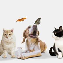 Sabará promove oficina sobre bem-estar animal nesta terça-feira -  Imagem: Freepik/InaPlavans/Divulgação